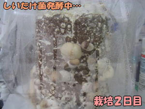 kinoko2_1.jpg
