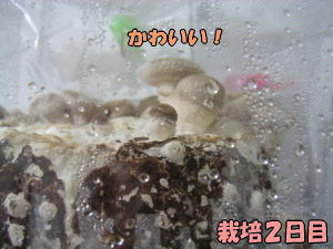 kinoko2_2.jpg