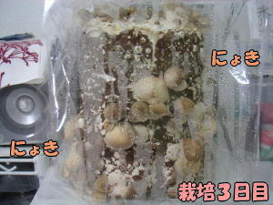 kinoko3_1.jpg