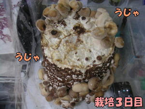 kinoko3_2.jpg