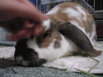 080207_3.gif