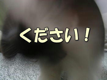 080225_6.jpg