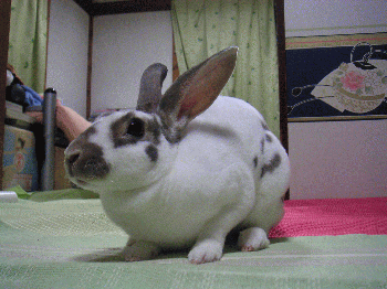 080612_6.gif