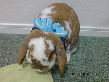 081125_1.jpg