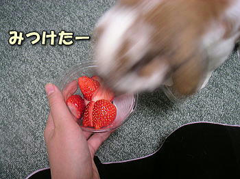 081228_3.jpg