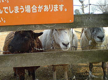 081230_7.jpg
