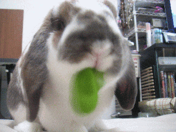 090509_1.gif