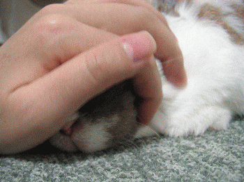 090524_2.gif
