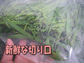 090603_5.jpg