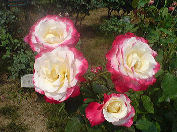 090615_3.jpg