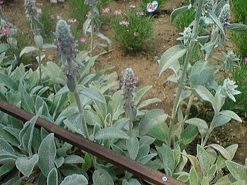 090615_4.jpg