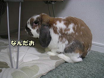 100413_1.jpg