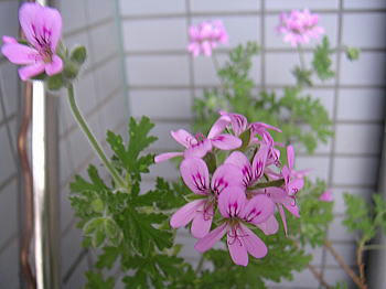 100512_3.jpg