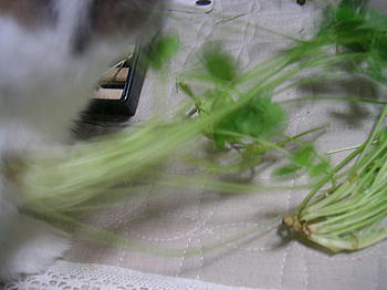 101110_2.jpg