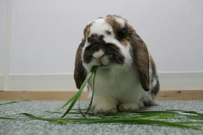 20110514_5.JPG
