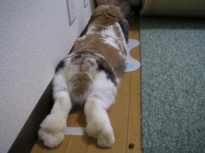 20110625_8.JPG