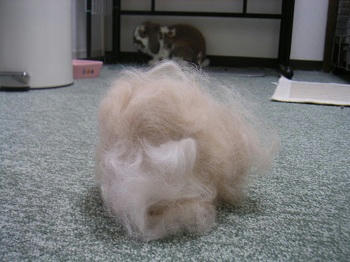 20110907_1.JPG