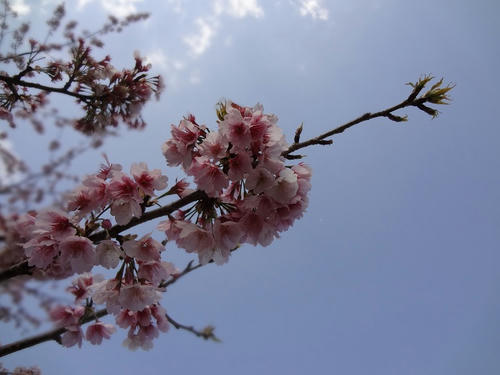 20120403_1.JPG