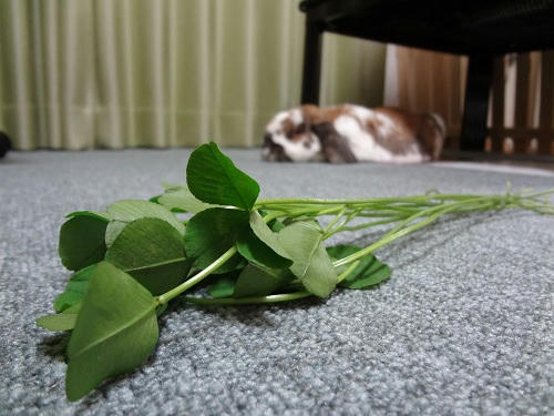 20120527_1.JPG