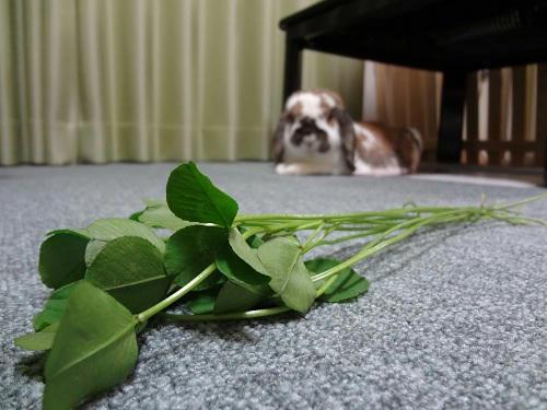 20120527_2.JPG