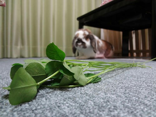 20120527_3.JPG