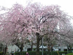 CA390921.JPG
