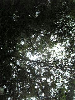 20080515-003.jpg