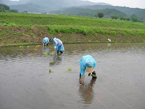 taue05.jpg