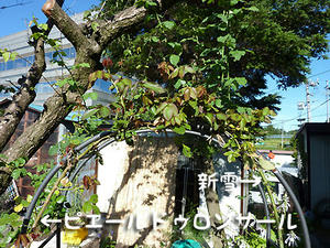 niwa-4.jpg