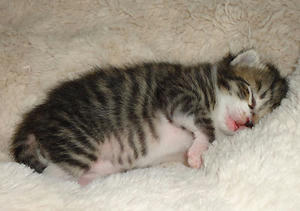 kitty3.jpg