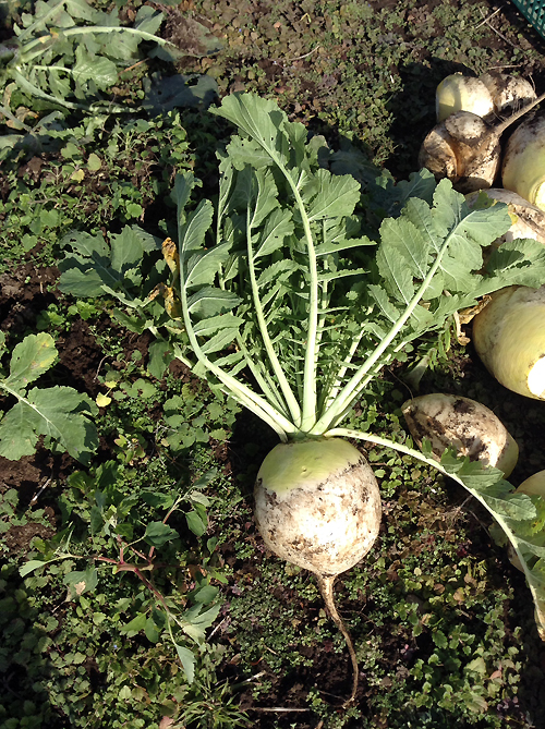 冬野菜の収穫 ドウヤの人々gt