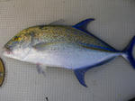 kasu01.jpg