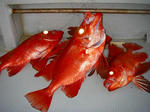kinm03.jpg