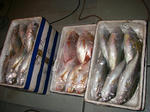 gyok01.jpg