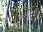 sugi01.jpg