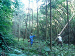 sugi02.jpg
