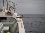 kamo01.jpg
