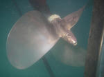 pera02.jpg