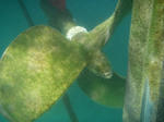 pera04.jpg