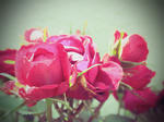 薔薇
