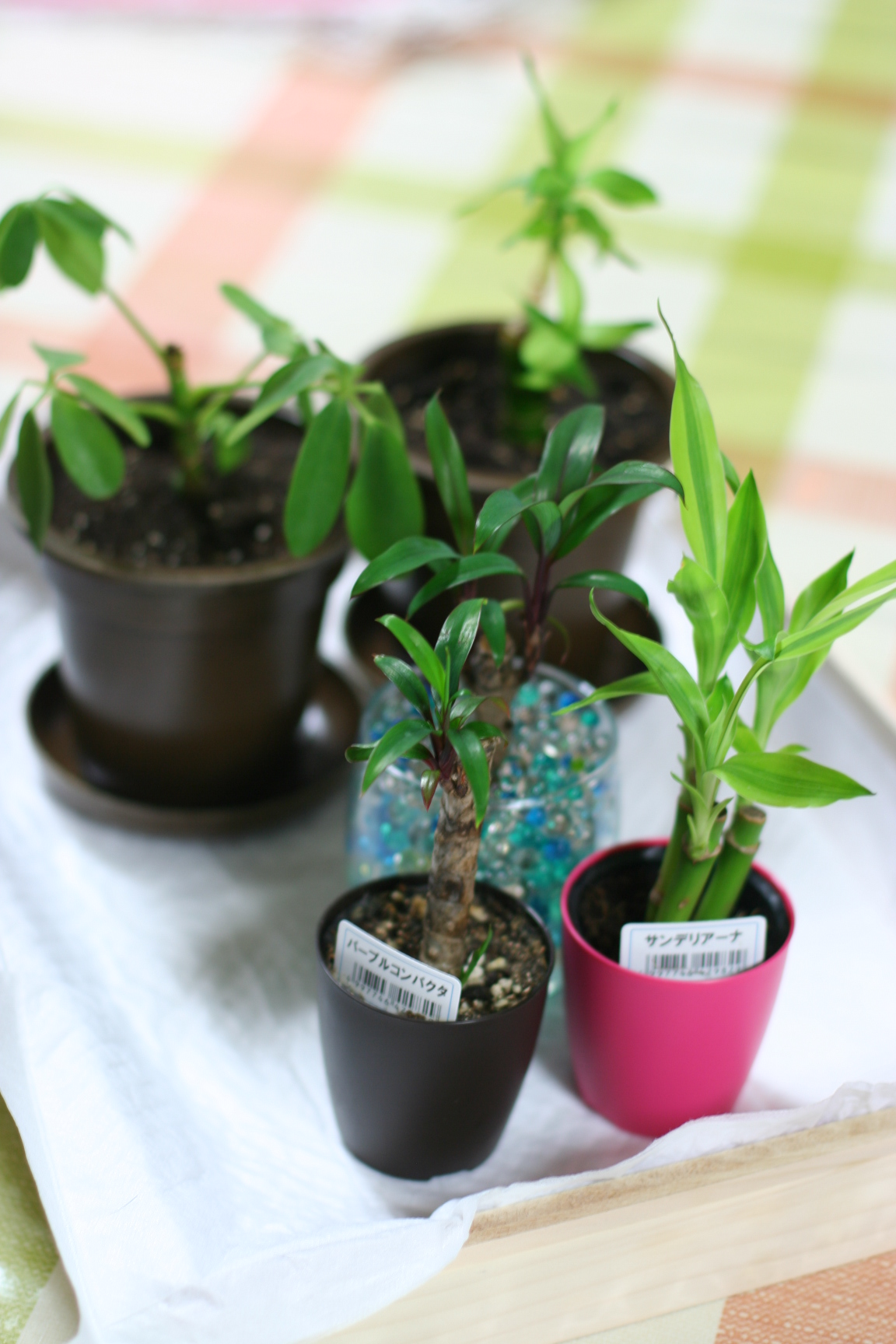 観葉植物 サンデリアーナとパープルコンパクタ ａ ｍｅ連絡帳 自然食ペットフード専門店