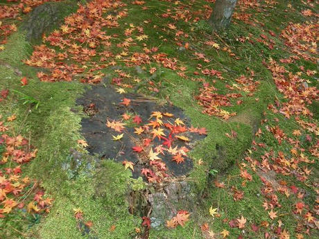 紅葉