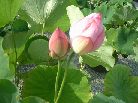 水蓮
