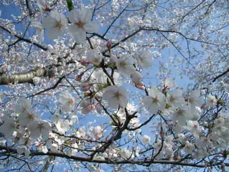 2007サクラ