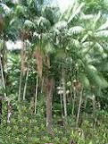asai-tree.jpg