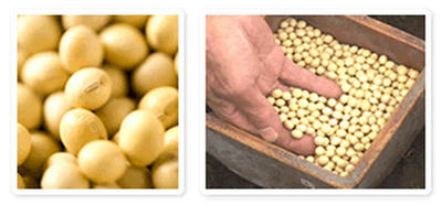女性ホルモン様の働きを持つイソフラボンが豊富な大豆
