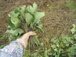 20051024satumaimo3.jpg