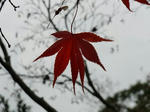 nara7.jpg