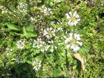 IMG_0975_2.JPG
