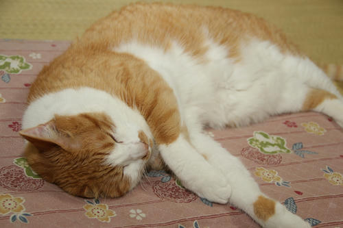 ねこ
